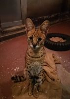 上目遣いのステルちゃんに、ドキドキしました笑。撮影者:おたクッソ