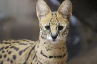 この写真は朝9時に開園してすぐに撮影したものです。この日は平日であったため来園者が少なく、ステルちゃんが物珍しそうにこちらの方を見てくれました。この日もお気に入りのボールで遊ぶ姿が見られました。撮影者：こばりょー