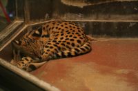 ナイトZOOにて撮影寝顔もかわいいです。撮影者：りゅう