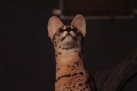 ナイトドリームの時に撮影しました。こっちを見てくれないかな？と待っていたらまさかの角度から目線を頂けました。撮影者：Lettuce Fry