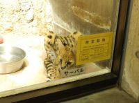 特定動物ステッカーのところに座りこむ、ある意味で一番わかりやすいステルちゃんの写真です。撮影者：江頭キチジロー