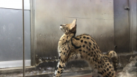 伸びきりステルちゃん撮影者：のりか