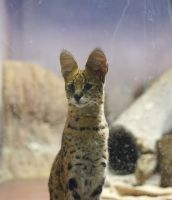ガラスの汚れも写ってしまっていますが、キリッとしてますね。撮影者：エルカセット