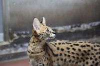 アイキャッチが入るとカッコイイですね撮影者：エルカセット