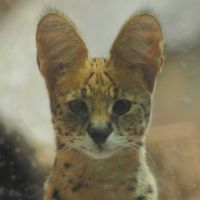 正面顔。撮影者：ヤミ