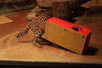 ステルちゃんの箱は飼育員のおねえさんの手作りだそうです。愛情いっぱいです。撮影者：穴あき