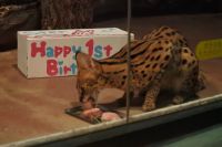 1歳の誕生祝いでもらったお肉のケーキをパクリ。あっという間に完食撮影者：マコト
