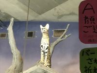 王者の風格撮影者：のりか