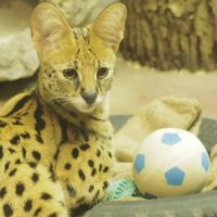 ステルちゃんかわいい。撮影者：ヤミ