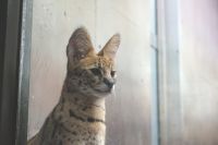 自信ある顔つき撮影者：エルカセット