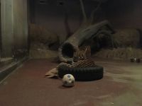 この日は雨天であった為、来園者の方が少なく、ゆっくりステルちゃんを見ることができました。写真はステルちゃんがタイヤの中で毛づくろいをしていた時のものです。撮影者：こばりょー