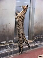 みんみ撮影者：ユトリロ