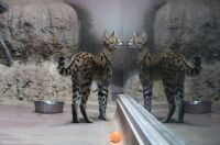 Wステルちゃん!撮影者：ねこさん