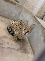 のんほいパークへ搬入直後のステル。長旅お疲れさま。撮影者:オーナー