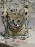 てへぺろ。撮影者：ふかっち