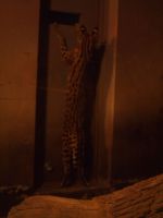 窓にとどくようになったよ撮影者：おまみ
