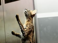 ガラスにペタリ。撮影者：ヤミ