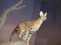 蛍光灯の上をめがけて今まさにジャンプ撮影者：おまみ