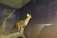 天井照明の梁に飛び移るところを見せてくれました。しっかり着地点を見て…ジャンプ！の1秒前撮影者：たひさん