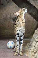 正面から見ると本当にスリムですね撮影者：たひさん