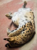 おなかの毛がふさふさです撮影者：九曜