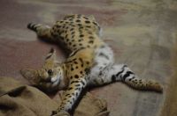 のび〜〜撮影者：シマ