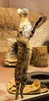 お正月らしく招き猫に撮影者：双葉皐月