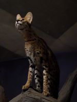 ジャンプ前に背を伸ばして行き先を測るお姿撮影者：kazumi1