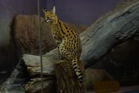 耳の裏の白い模様や凛々しい表情に美しい毛並みや柄などサーバルキャットの特徴すべて捉えることが出来た1枚だと思いますしなやかな身体で軽々と動き回る姿は実に美しかったです撮影者：へるにあ