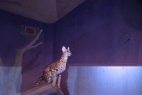 ジャンプ写真です。とても暗い室内だったので、画質悪いです。この後、いつの間にか下に降りてきました。ステルさんの運動になるのでジャンプ場は残してあげてください。撮影者：エルカセット