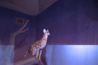 ジャンプ写真です。とても暗い室内だったので、画質悪いです。この後、いつの間にか下に降りてきました。ステルさんの運動になるのでジャンプ場は残してあげてください。撮影者：エルカセット