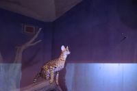 ジャンプ写真です。とても暗い室内だったので、画質悪いです。この後、いつの間にか下に降りてきました。ステルさんの運動になるのでジャンプ場は残してあげてください。撮影者：エルカセット