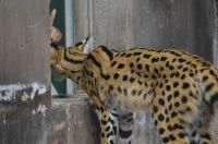 飼育員さんに何かもらうステルちゃん撮影者：シマ