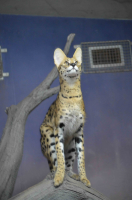 ジャンプ直前、構えるステルちゃん撮影者：シマ