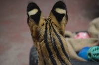 ステルちゃんの後頭部。耳の模様がハッキリと。撮影者：シマ
