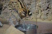 飲水バシャア！