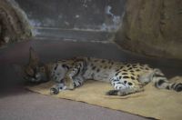 ゴロンとリラックス撮影者：シマ