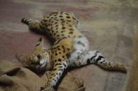 ごろーん、のび〜〜撮影者：シマ