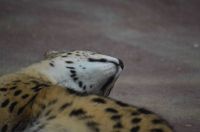 ステルちゃんのアゴ撮影者：シマ