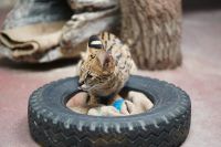 てへぺろ撮影者：エルカセット