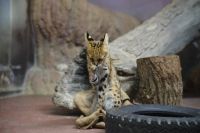 招きサーバル撮影者：ぺったん