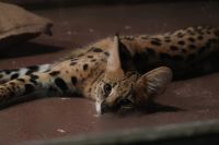 お昼頃に取った写真です。元気に走り回ってて、撮るのが大変でした。撮影者：ゆーと