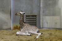 牛の初乳を飲んで休憩