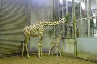 隣の部屋のお父さんとあいさつ