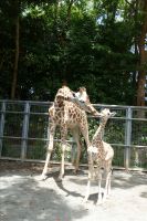 お母さんとキッス