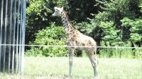 「キララ」の放飼場デビューです。撮影者：Yama-chan 