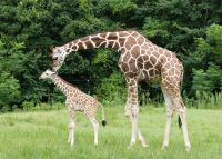 キララとウリュウ