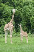 キララとユララのツーショット