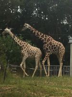 キリン大好きです( &#728;ω&#728; )二人三脚で仲良しでした。撮影者：りかねぇ
